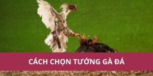 Cách Chọn Tướng Gà Đá Hiệu Quả Để Chiến Thắng Trận Đấu
