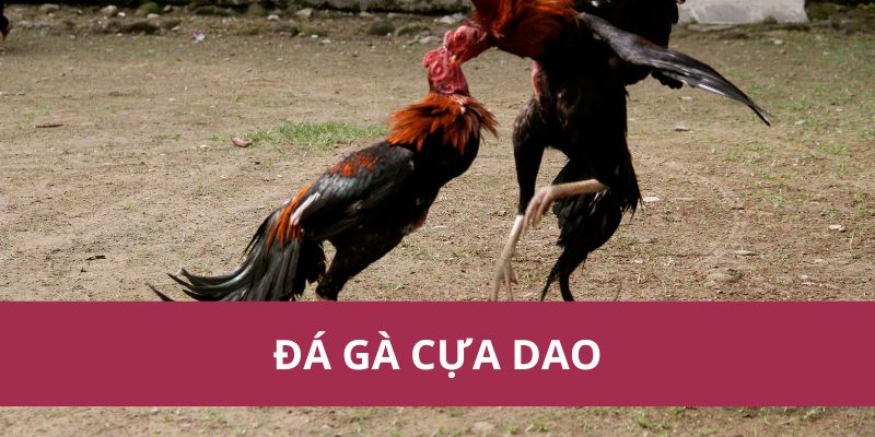 Đá Gà Cựa Dao Trận Chiến Đỉnh Cao Đầy Kịch Tính Và Máu Lửa