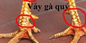 vay ga quy la gi